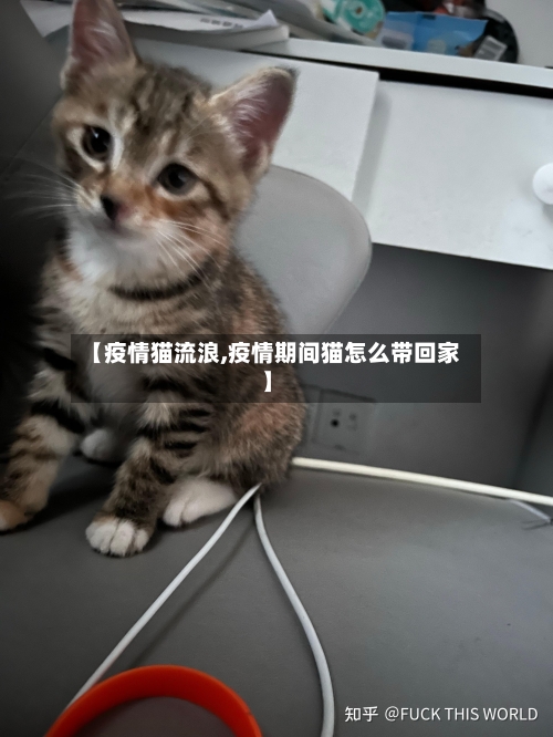 【疫情猫流浪,疫情期间猫怎么带回家】