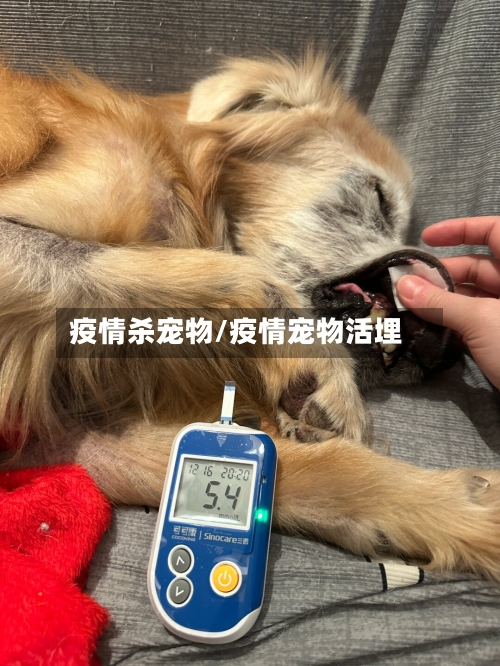 疫情杀宠物/疫情宠物活埋
