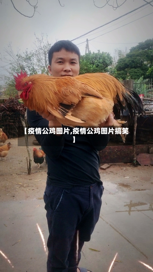 【疫情公鸡图片,疫情公鸡图片搞笑】