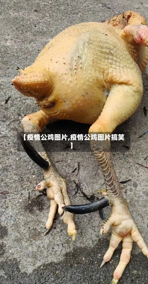 【疫情公鸡图片,疫情公鸡图片搞笑】-第2张图片