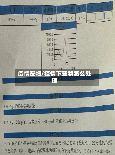 疫情宠物/疫情下宠物怎么处理