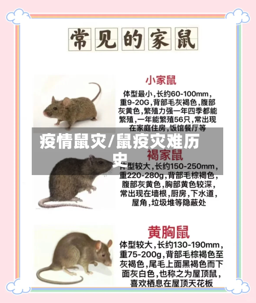 疫情鼠灾/鼠疫灾难历史-第3张图片