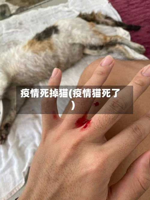 疫情死掉猫(疫情猫死了)-第2张图片
