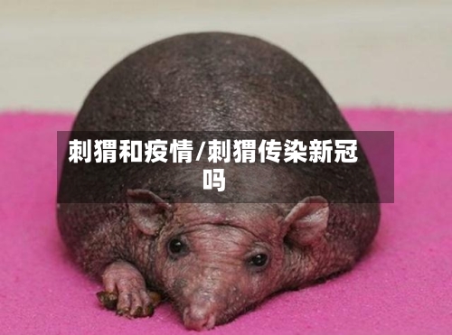 刺猬和疫情/刺猬传染新冠吗