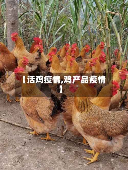 【活鸡疫情,鸡产品疫情】-第2张图片